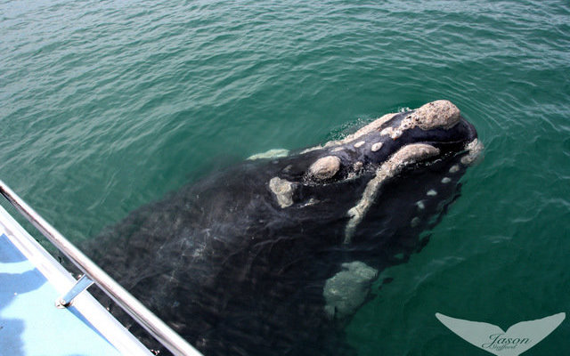 So close you could touch... But you can't!!